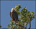 _0SB8918 american bald eagle